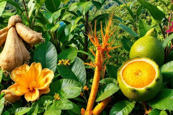 Manfaat dan Potensi Obat Herbal Pafi Pulau Senua